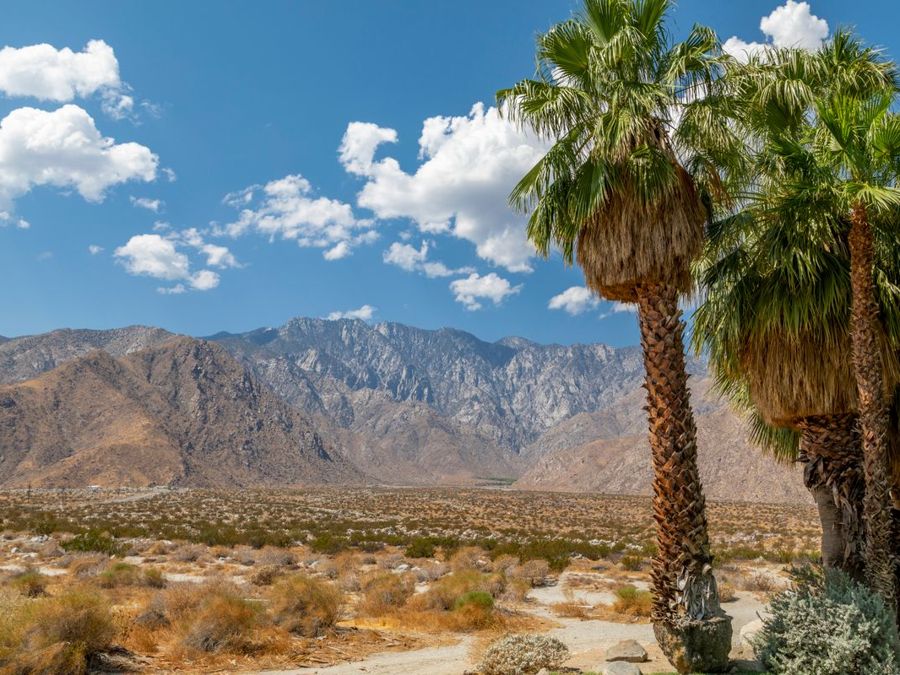 California fan palms in front of the San Jacinto Mountains near Palm Springs