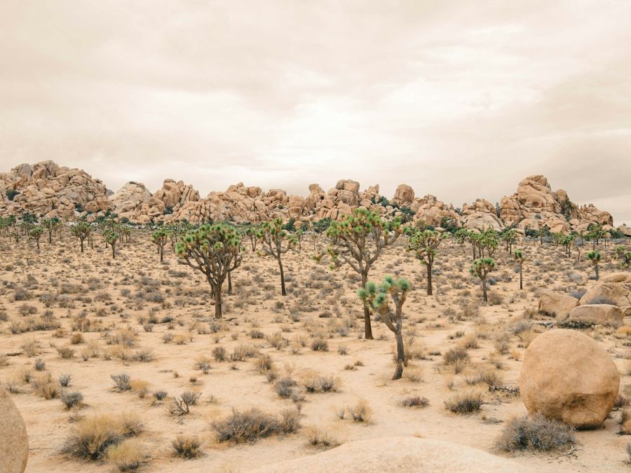 Granite boulders and Joshua trees in Joshua Tree National Park