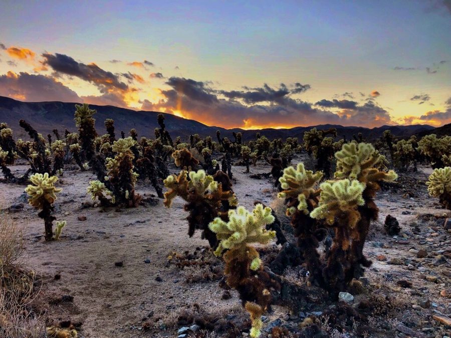 Teddy bear cholla cactus at sunset in the Cholla Cactus Garden, Joshua Tree National Park